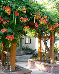In your case i would suggest icebox size melons like bush sugar baby and ice box sized yellow fleshed varieties. How To Grow Trumpet Vine Watters Garden Center