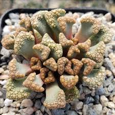 Image result for Dialium schlechteri