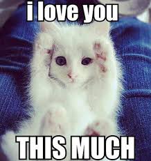 16 Super Sweet Memes On Animals Celebrating Valentine S Day Funny Cat Memes Cute Animals Cute Funny Animals