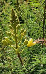 Image result for Erythrostemon