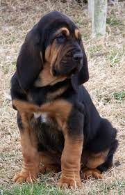 Pin By Linda Stiffer On Puppies Hound Puppies Bloodhound Puppies Puppies