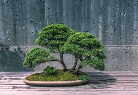 Weitere ideen zu bonsai pflanzen, pflanzideen, mini garten. Bonsai Dungen So Bekommt Die Pflanze Alle Wichtigen Nahrstoffe