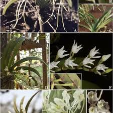 Image result for Tridactyle anthomaniaca