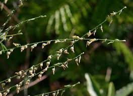 Image result for Crotalaria sphaerocarpa