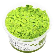 Image result for Spirodela