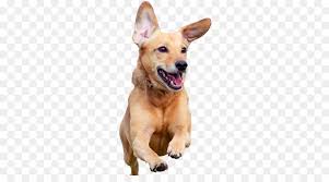 When i first walked in, the first thing i noticed was an immaculately clean office. Dog And Cat Png Download 336 482 Free Transparent Dog Png Download Cleanpng Kisspng