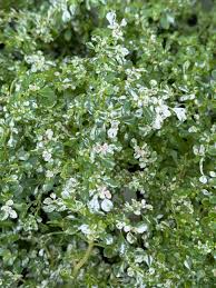 Image result for Pilea johnstonii