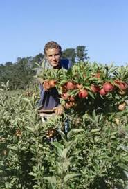 Shop plants by usda zone homepage. Which Fruit Trees Grow Best In Zone 8 Growing Fruit Trees Growing Tree Fruit Trees