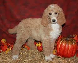 Where can i buy a poodle in australia? Poodle Puppies For Sale Australia