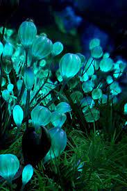 Natural glow in the dark flowers. Glowing Puffy Flowers At Night Glowing Flowers Fantasy Landscape Dark Flowers