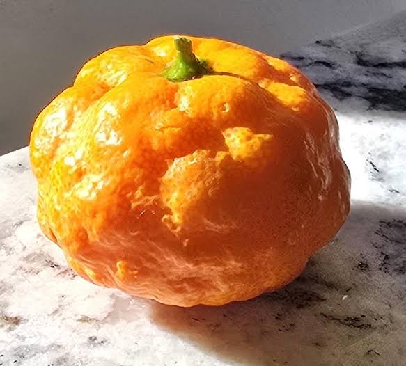 Mystery seedless mandarin-like fruit, very sweet and sour : r/whatsthisplant