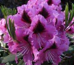 Rhododendron Chapeau In 2020 Rhododendron Plant Rhododendron Plants