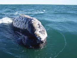 Aquarium Of The Pacific Online Learning Center Eastern Pacific Gray Whale Gray Whale Whale Whale Migration
