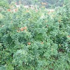 Image result for Tecomaria