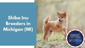 He has to be neutered/spayed by 7 months old is my requirement. 6 Shiba Inu Breeders In Michigan Mi Shiba Inu Puppies For Sale Animalfate
