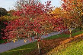 Flowering trees, dogwood tree, or cornus florida, is a deciduous tree native to north america, particularly the eastern half of the united states. 10 Flowering Trees For Small Gardens Rhs Gardening