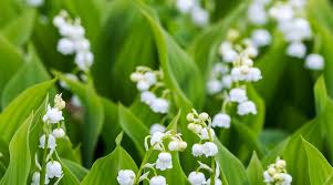Check spelling or type a new query. Muguet Plantation Entretien Cote Maison