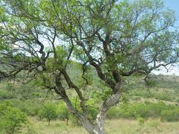 Image result for Premna mooiensis
