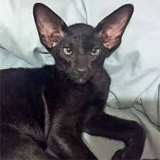 This is a group to showcase north america's beautiful purebred, pedigree kittens &. Fbrl Cat Breeders Oriental Shorthair Breeders In 2021 Oriental Shorthair Cats Oriental Shorthair Cat Breeder