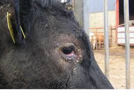 Image result for eyeball enucleation cattle