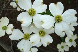 Purple flowers with white bracts bloom in spring. March Flowering Dogwood