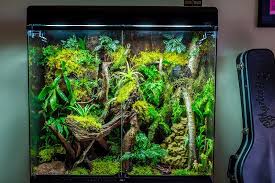 Rainforest Vivarium Dart Frog Vivarium Frog Terrarium Vivarium