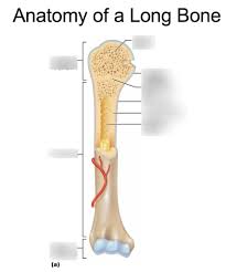 Dimitrios mytilinaios there are five types of human bones: Anatomy Of A Long Bone Diagram Quizlet