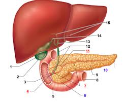 Want to learn more about it? The Liver Gallbladder Pancreas Labeling Flashcards Quizlet