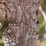 Image result for Multidentia crassa