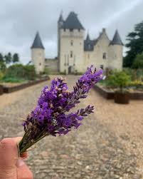 Un Peu De Lavandes Pour Ce Lundi In 2020 Plants