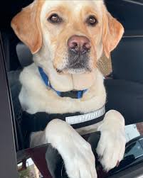 Doumar's Cones and Barbecue(@doumarsdrivein) • Instagram 사진 및 동영상