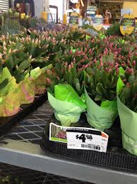 Easter 2016 Lowes Home Depot And Walmart In So Cal Cactus De Navidad Cactus Navidad