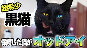 保護した猫ちゃんが、世界でも珍しい『黒猫のオッドアイ』かもしれません！ - YouTube