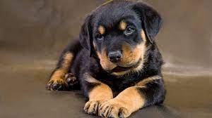 Ballardhaus rottweilers breeds for correct rottweiler conformation, huge rottweiler heads, tree trunk bone, & amazing rottwemperaments with the gentle giant affect! Rottweiler Puppies Cute Pictures And Facts Dogtime