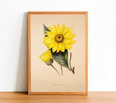 Image result for Pascalia glauca