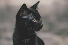Black cats have some especially compelling choices that draw inspiration from their gorgeous silky coat. Black Cat Names From Ebony To Twilight Ranked By Popularity