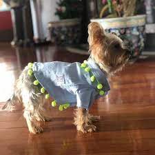 chewy gomlegi ile bayrama hazir field max oli and lui den herkese iyi bayramlar kopekkiyafeti kopekkiyafetleri kopekask in 2020 dog clothes instagram photo