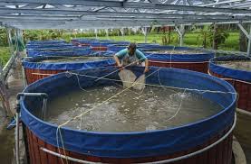 Tips Budidaya Ikan Lele Sampai Berhasil Menghasilkan Untung Coldeja Blog Seputar Informasi Menarik Unik Dan Bermanfaat