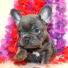 French bulldog breeder is located in richmond, virginia and we can also organize interstate domestic shipping. French Bulldog Puppy Dog For Sale In Baltimore Maryland