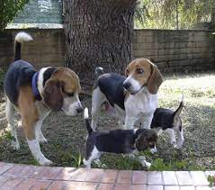 Pin By Julie Antioch On Beagles Beagle Puppy Beagle Rescue Beagle Hound