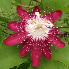 Passionvine Passiflora Mollissima Lady Margaret Passionvine Passionflower Butterflygarden Butterfly Garden Compost Tea Organic Gardening