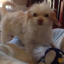 Maybe you would like to learn more about one of these? The Pet Doctors Of Sherman Oaks Home Facebook