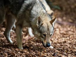 More images for how long can a wolf go without eating » When And How Did Wolves Become Dogs Science Smithsonian Magazine
