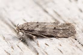 Image result for Exoteleia dodecella