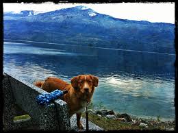 Qantas Nova Scotia Duck Tollers Another Kind Of Dog Adam Wants Nova Scotia Duck Tolling Retriever Nova Scotia Duck Tolling Nova Scotia