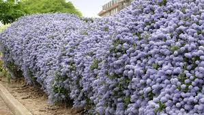 Pflanzen Als Sichtschutz Fur Garten Balkon Plantura Balkon Pflanzen Sichtschutz Pflanzen Sichtschutz Garten