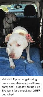 He waited in the darkness, his ears alert for the slightest sound. Vet Visit Pippy Longstocking Has An Ear Abscess Cauliflower Ears And Thursday On The Red Eye Went For A Check Up Grff Pup Whip Meme On Me Me
