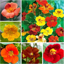 Image result for Tropaeolum majus
