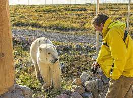 See reviews for polar bear exterior solutions, inc in mukilteo, wa at 4416 russell road suite a from angi members or join today to leave your own review. Building Remote Ecolodges In The North Churchill Wild