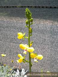 Image result for Eulophia cucullata